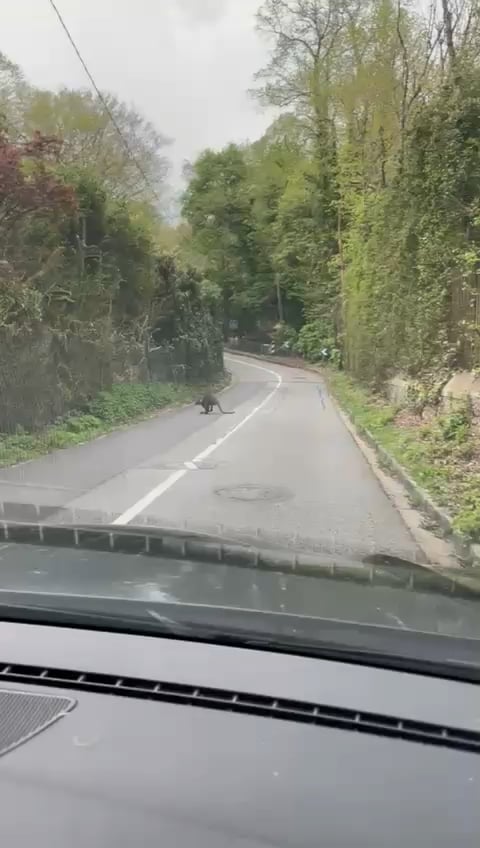 [OC - 15/04/2026] イヴリーヌでワラビー🦘に会う