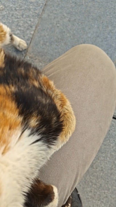 パフォスで触り心地の良い猫に遭遇