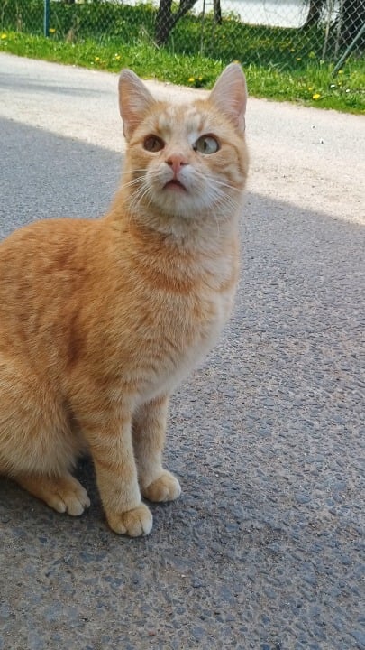今日はタンポポで猫を倒しました...そして週末は何を計画していますか?