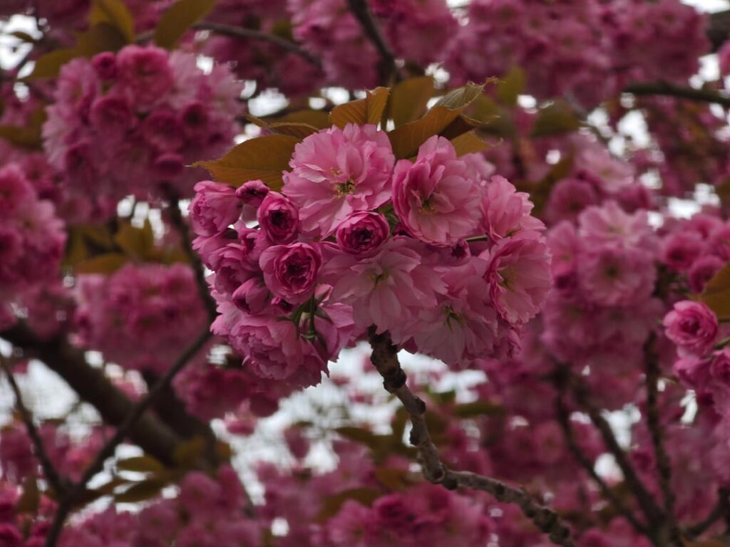 エアフルトは予想以上に気に入りました