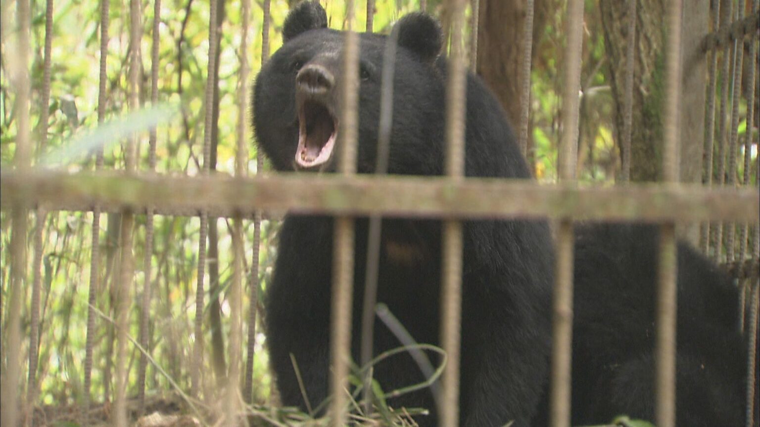 ツキノワグマの推定生息数が過去5年で最少　岡山県は狩猟自粛を要請する方針 | KSBニュース | KSB瀬戸内海放送
