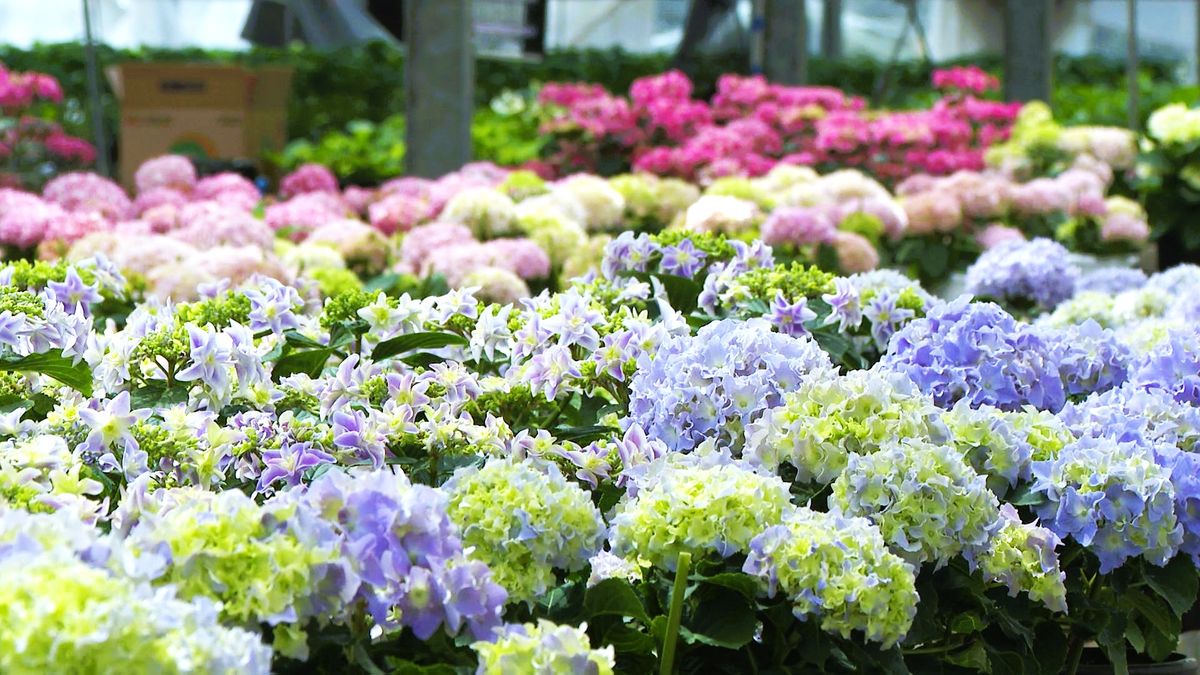 母の日のプレゼントなどで人気「長崎市の花 “アジサイ”」直売会が18日スタート《長崎》