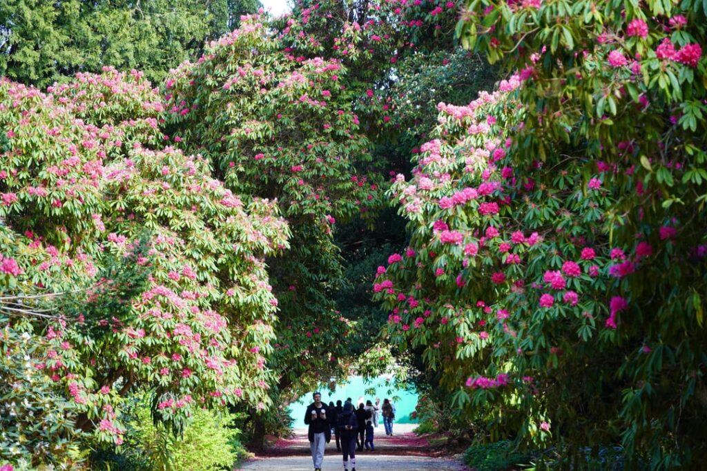 今日ウィックローのキルマカラでシャクナゲが満開