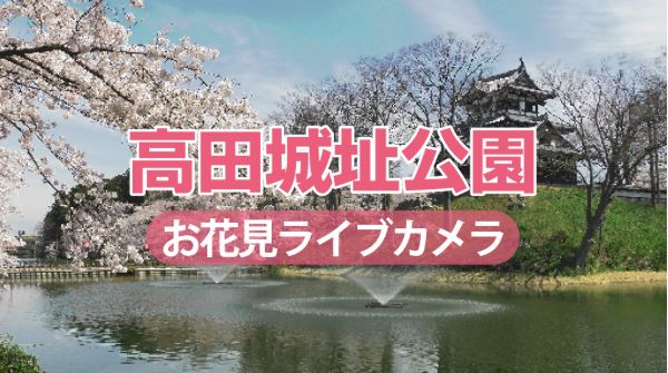 満開！高田城址公園お花見ライブカメラ公開中