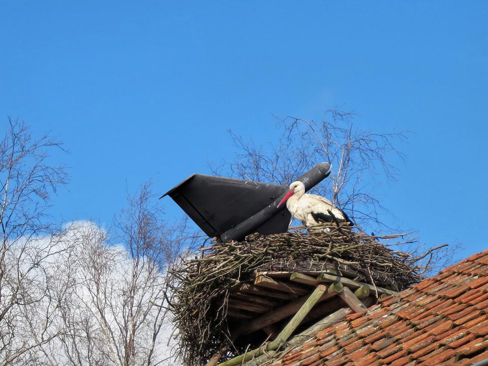 コウノトリが帰ってきた