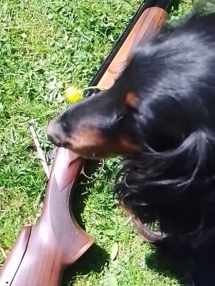 犬はタンポポの散弾銃を打ち負かした、