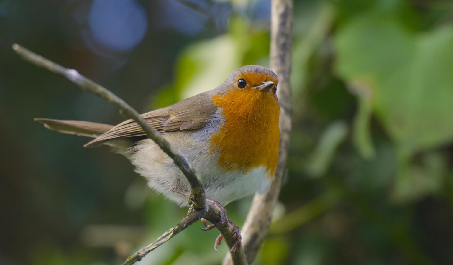 現在、多くのアイルランドの小さな庭鳥が営巣する季節です。彼らは羊毛、苔、クモの巣、羽毛が大好きです。ピーナッツ、フルーツなど、食べ物も大好きです。私たち全員にとって長い冬でした。