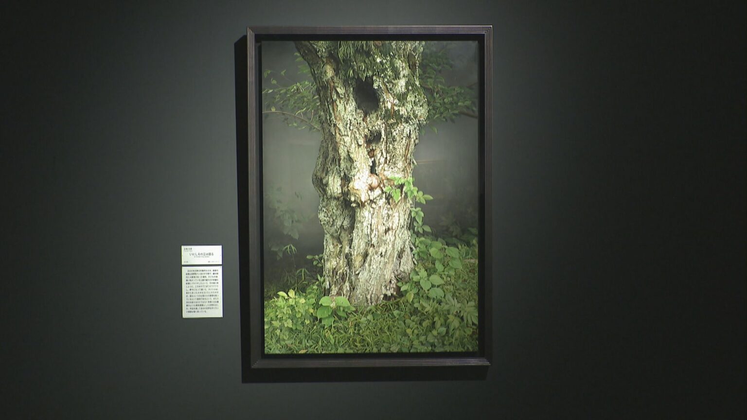 写実絵画の殿堂「ホキ美術館」の所蔵品が香川に　県立ミュージアムでコレクション展 | KSBニュース | KSB瀬戸内海放送