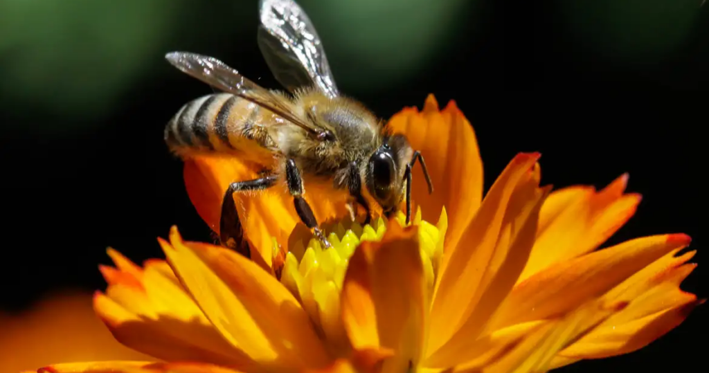 Peru: Satipo province grants stingless bees legal rights, the first time an insect has ever received such recognition