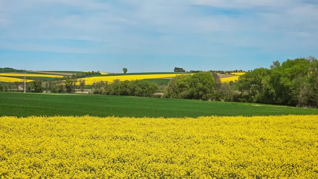 毎年春になるとドイツを席巻する菜の花畑には何かがある...