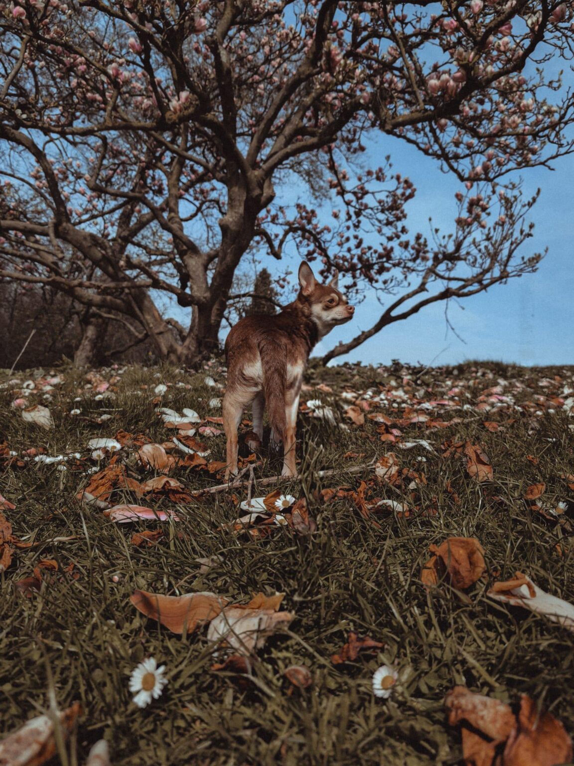 最近ではベルギーでペットのいるアパートをどうやって探すのでしょうか？