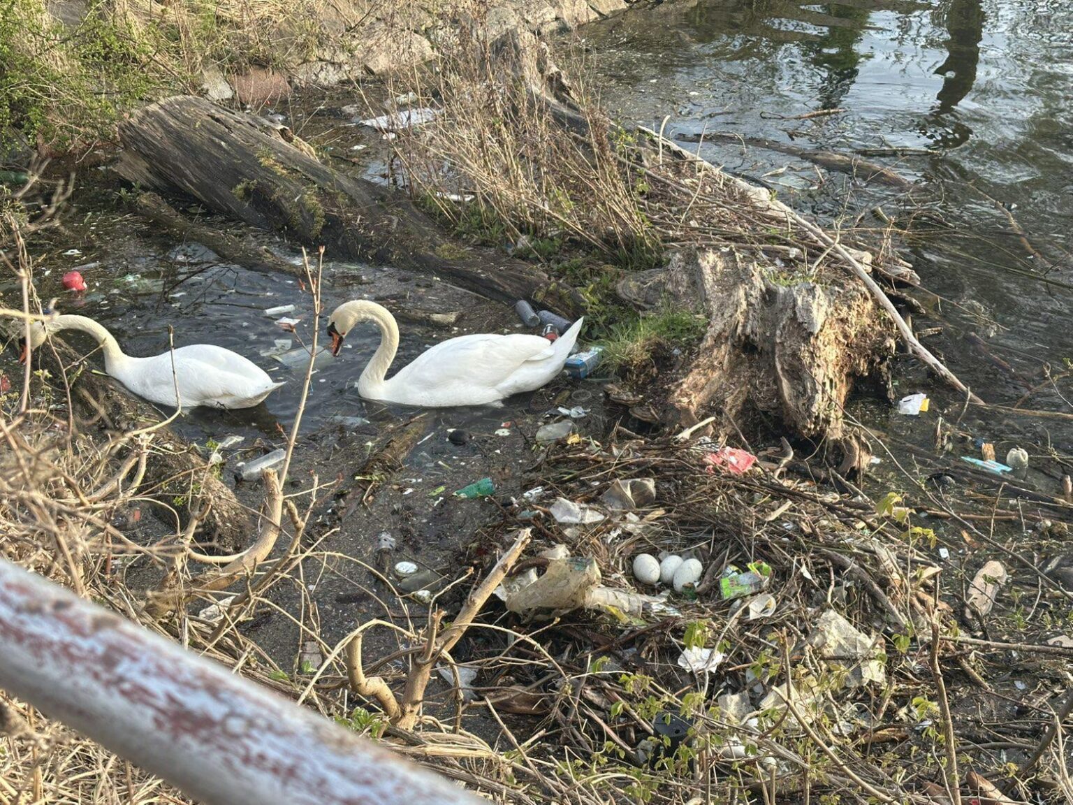 自然は美しいですが、私たちは豚を黙らせます