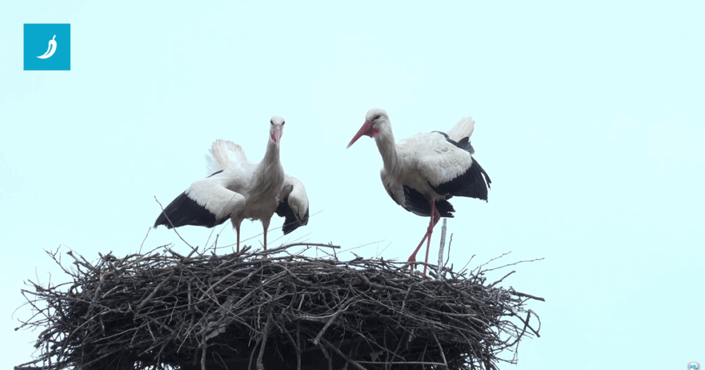 ビデオ Klepetan が新しいパートナーとともに戻ってきました