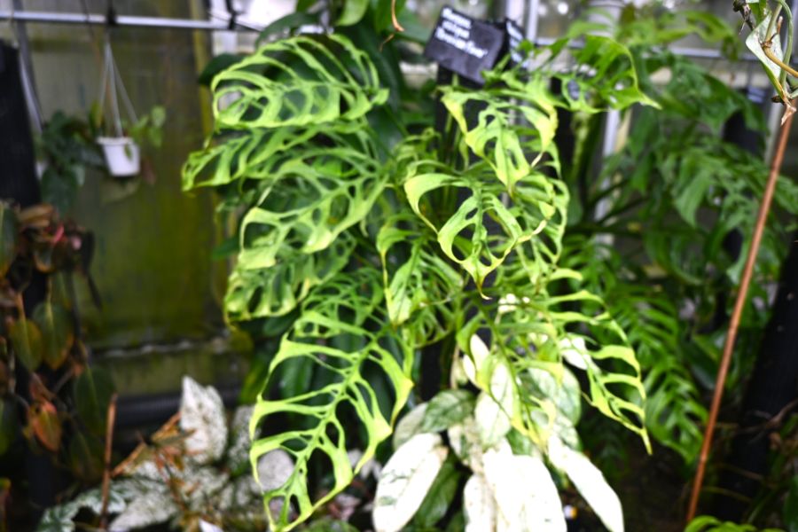 『第26回 花宇宙ドリームガーデン』