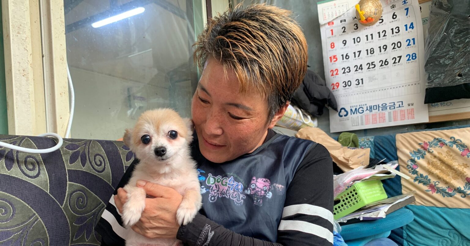 South Korea to grant legal status to animals to tackle abuse, abandonment