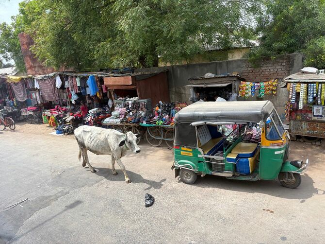 インドの街中を歩く牛