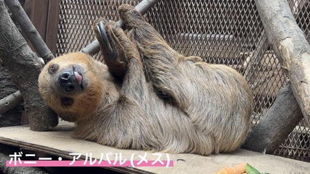 【宇都宮動物園】 園内初となる室内展示場を開設 | 共同通信PRワイヤー | 福井新聞ONLINE