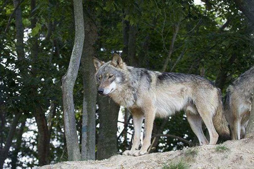 大田オーワールドで飼育されていたオオカミ＝オーワールドHPより(c)news1