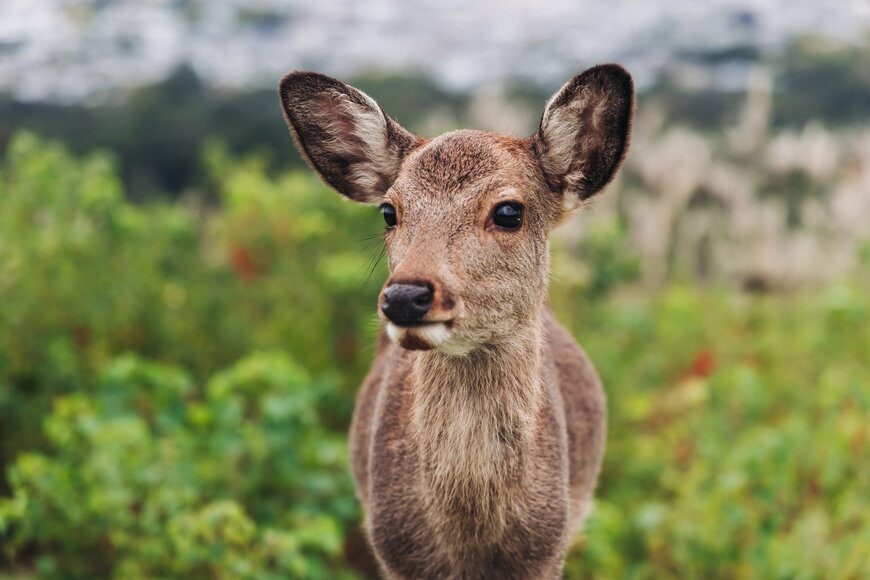 なぜ奈良県は”老後資金”に強いのか？不足額の少なさで「全国1位」！仮に「2000万円目標」で20年間NISAしたらどうなる？シミュレーション結果を公開