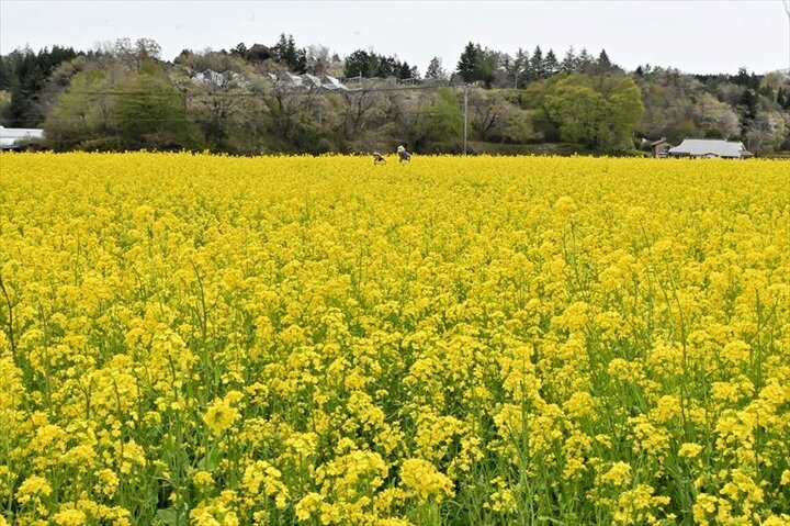福島県白河市で「菜の花まつり」　遊休農地２ヘクタールに黄色の絶景広がる