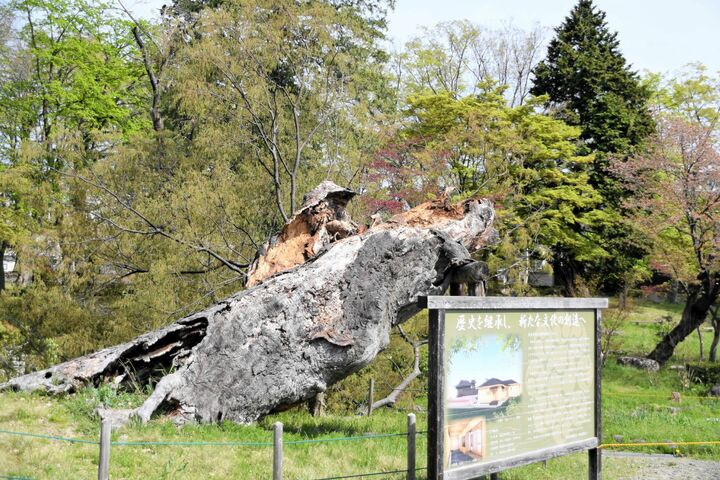 板倉神社のケヤキ折れる　福島・紅葉山公園内の巨木