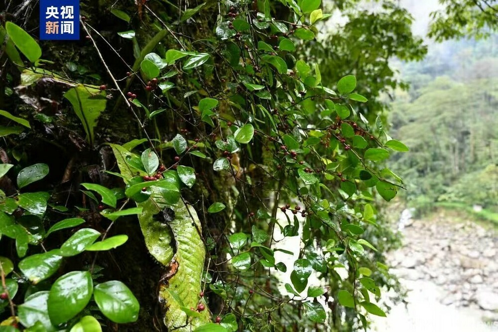 中国雲南省高黎貢山独竜江地域で初めて墨脱榕を発見　写真1枚　国際ニュース：AFPBB News