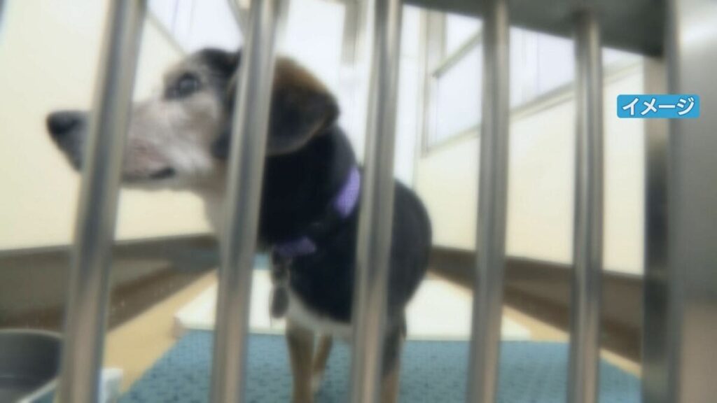 犬と猫の殺処分 昨年度初めてゼロに 10年以上前から保護犬・保護猫の譲渡活動に取り組む 2024年度は3匹 岐阜市 犬と猫の殺処分 昨年度初めてゼロに 10年以上前から保護犬・保護猫の譲渡活動に取り組む 2024年度は3匹 岐阜市