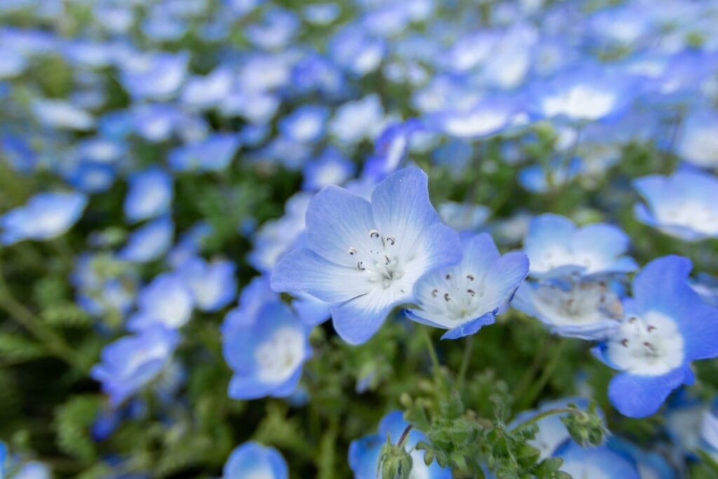 茨城県のひたち海浜公園で撮影した「誰もいない」ネモフィラ畑　「すげええ！」「無人で撮れるなんて」と驚きの声 | LIMO | くらしとお金の経済メディア