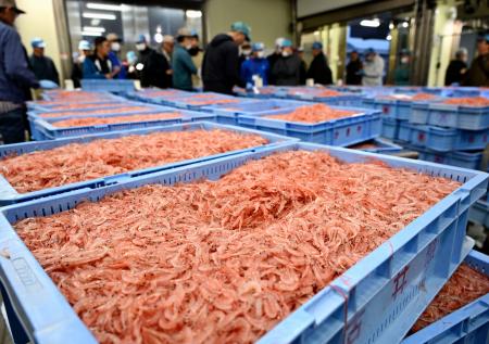 静岡で春のサクラエビ初競り 駿河湾で水揚げ、燃料不足懸念 | 全国のニュース | 福井新聞ONLINE