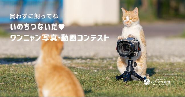 第17回 いのちつないだワンニャン写真動画コンテスト、作品募集スタート!犬や猫の殺処分ゼロを目指す公益法人が「買わずに飼ってね」をコンセプトに開催|プレスリリース(愛媛新聞ONLINE)記事詳細|愛媛新聞ONLINE 第17回 いのちつないだワンニャン写真動画コンテスト、作品募集スタート!犬や猫の殺処分ゼロを目指す公益法人が「買わずに飼ってね」をコンセプトに開催|プレスリリース(愛媛新聞ONLINE)記事詳細|愛媛新聞ONLINE