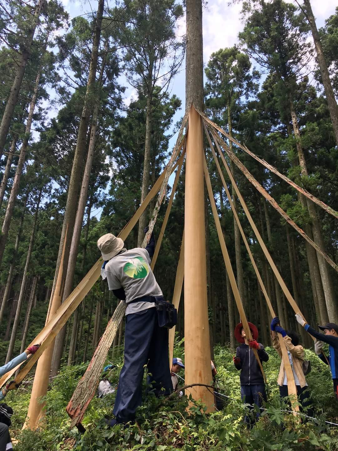去年、実施した皮むき間伐の様子