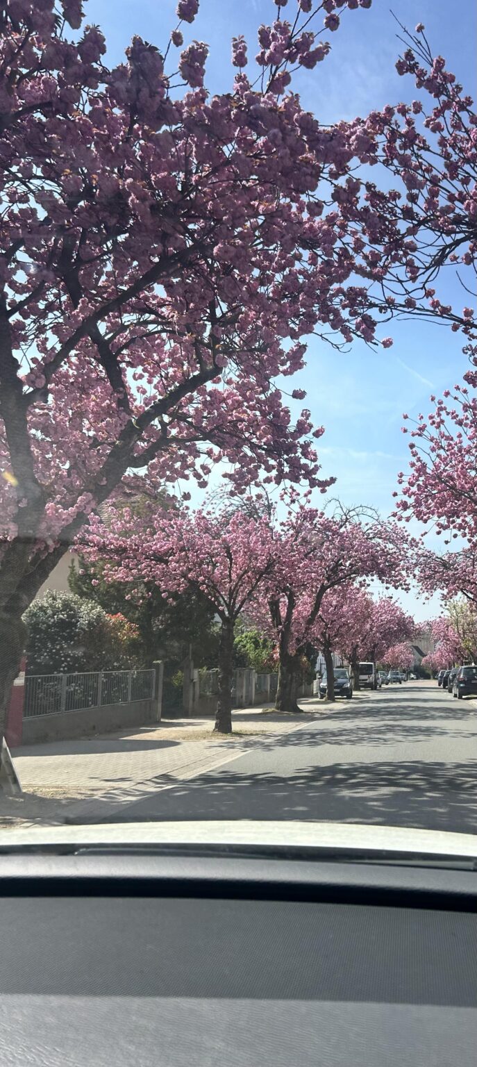 フランクフルト🌸