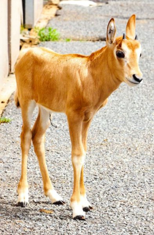 新たな命 続々　シロオリックス、フラミンゴ、和歌山県白浜のアドベンチャーワールド