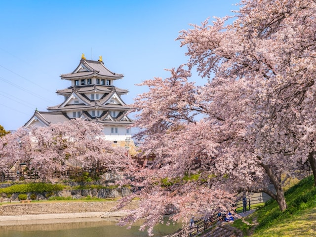 「散り際に淡い墨色になる姿も」岐阜県の“行ってみたい&好きな桜の名所”ランキング1位は?【2026年調査】