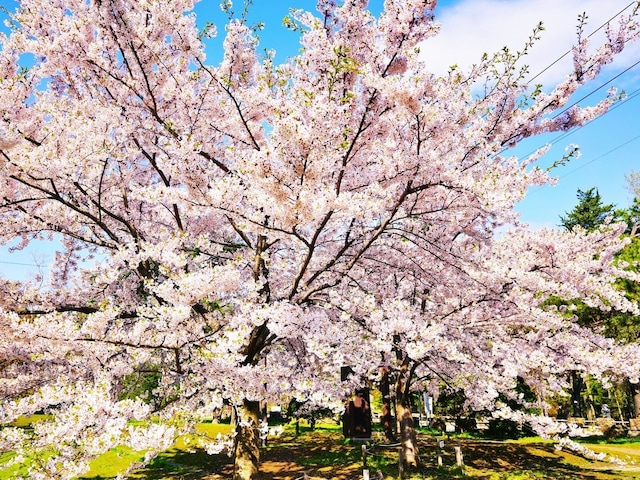 「上から見ると圧巻」北海道の“行ってみたい＆好きな桜の名所”TOP8！ 1位に絶賛の声【2026年調査】