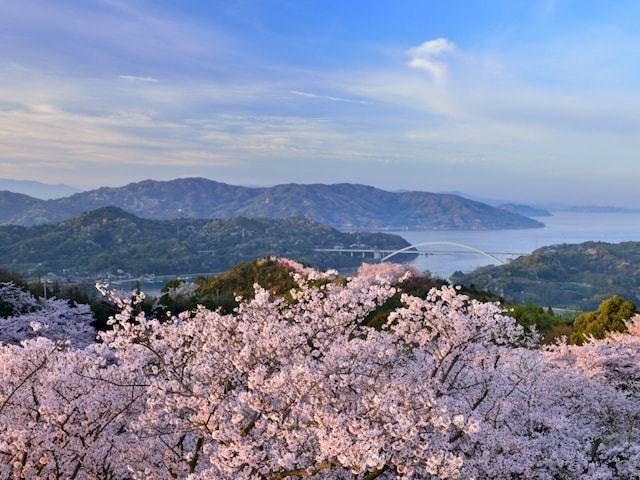 「高台からの景色も良く」愛媛県の“行ってみたい＆好きな桜の名所”TOP5！ 1位に選ばれたのは？【2026年調査】