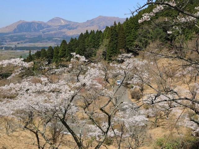 「復興の様子を見ながら散策できる」熊本県の“行ってみたい＆好きな桜の名所”ランキング1位は？【2026年調査】