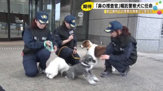 あの“デコピン”と同じ犬種等…石川県警が21匹を『嘱託警察犬』に任命 ミニチュアダックスフンドの姿も