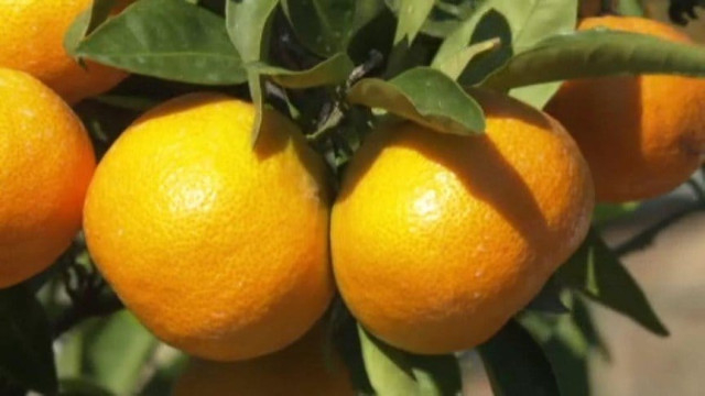 かんきつ生産量 2年ぶりに愛媛県が全国1位を奪還 2位は和歌山県