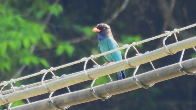 ブッポウソウの岡山への飛来　2026年の初確認は4月28日　日本野鳥の会 岡山県支部