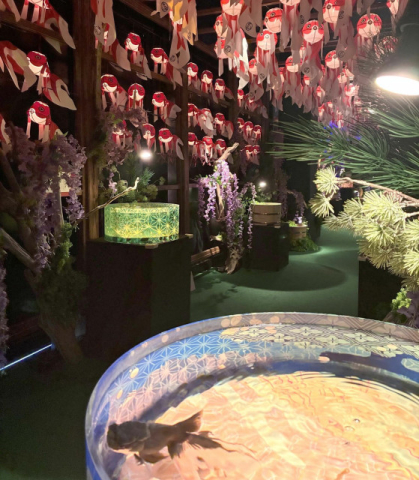 幻想的な金魚の世界 「推し金総選挙」も　豊見城の沖縄金魚ミュージアム【ＧＷ③】