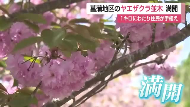 3種のヤエザクラ約100本が1キロにわたり満開 富士町菖蒲地区の人が「総出で植えた」桜【佐賀県】