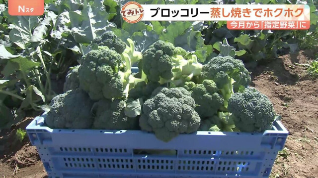 今月から指定野菜「ブロッコリー」サラダだけじゃない絶品グルメ！一大産地の埼玉県スピード半端ない収穫方法は？