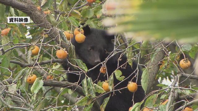わなに掛かったクマ1頭を駆除 長岡市では今季初の“緊急銃猟”＜新潟＞