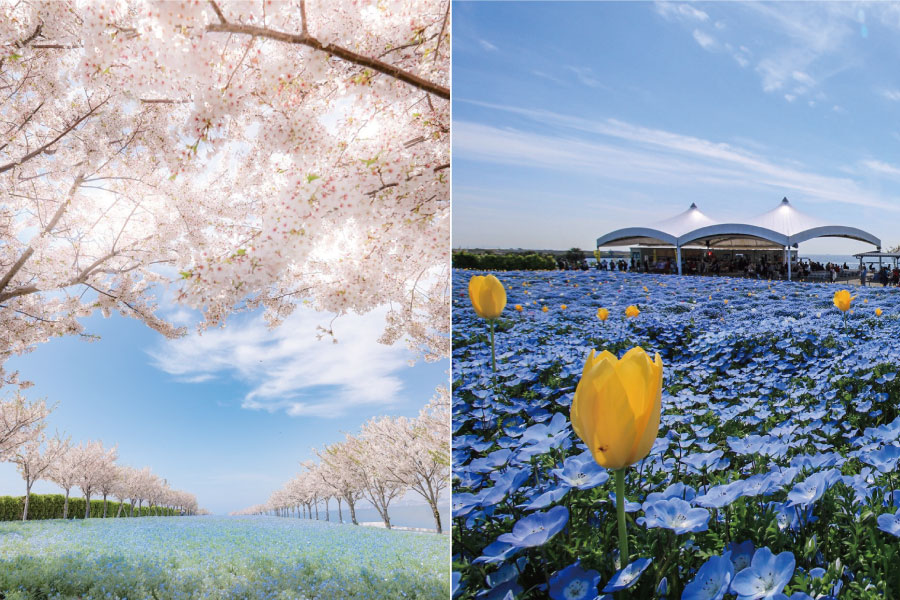 『ネモフィラ祭り2026』桜やチューリップとネモフィラのコラボゾーン