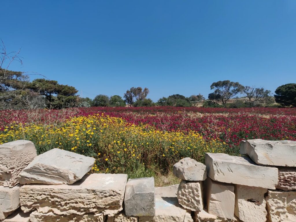 マルタのカラフルな春