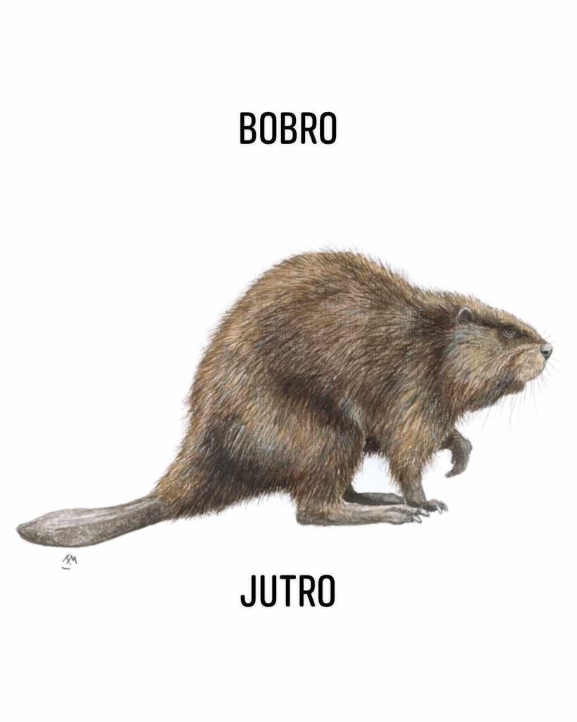 みなさん、国際ビーバーデーおめでとうございます