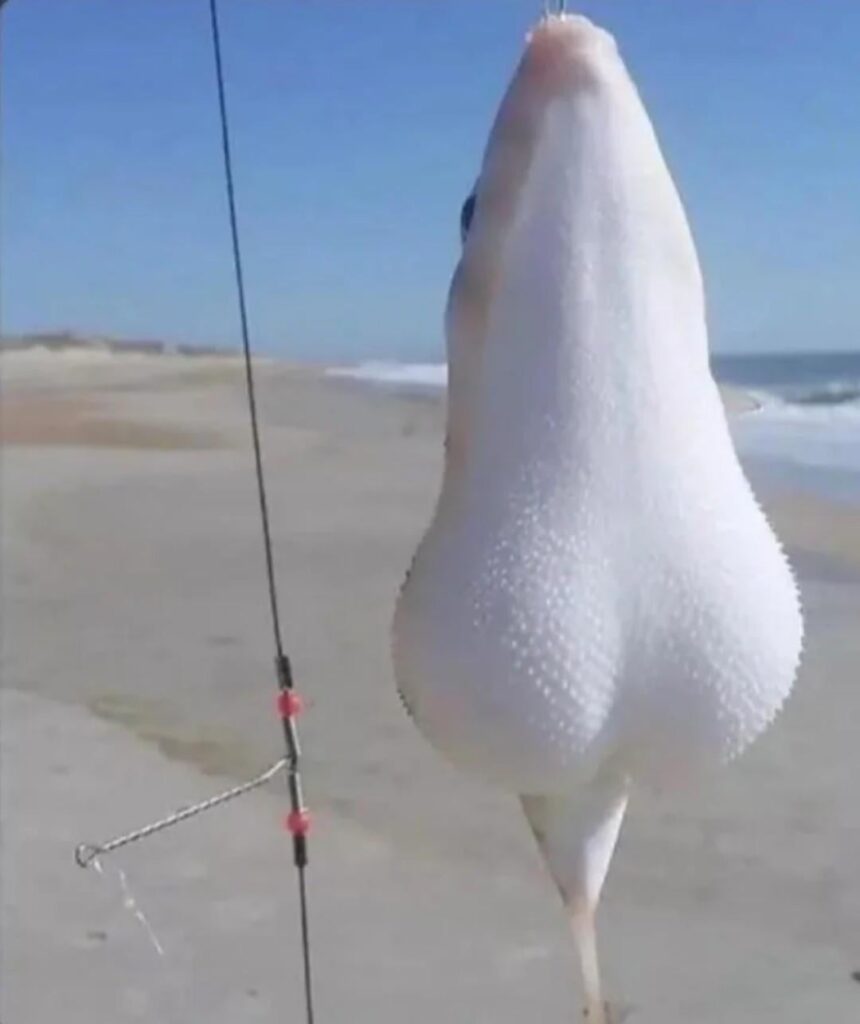 デカいのが釣れたぜい！