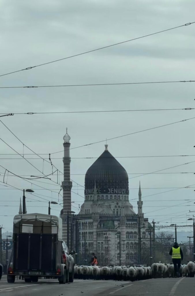 ドレスデンの通りを羊がパレード 🐑