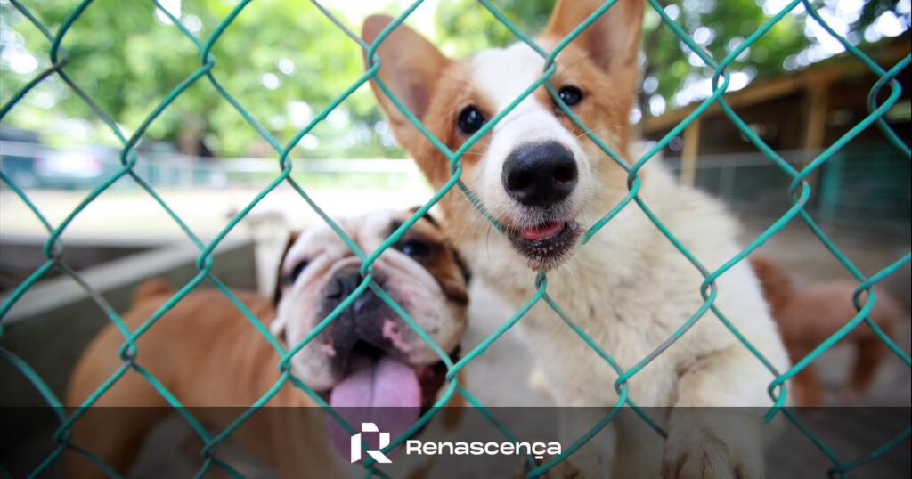 欧州連合、犬と猫の繁殖における近親交配の禁止を承認